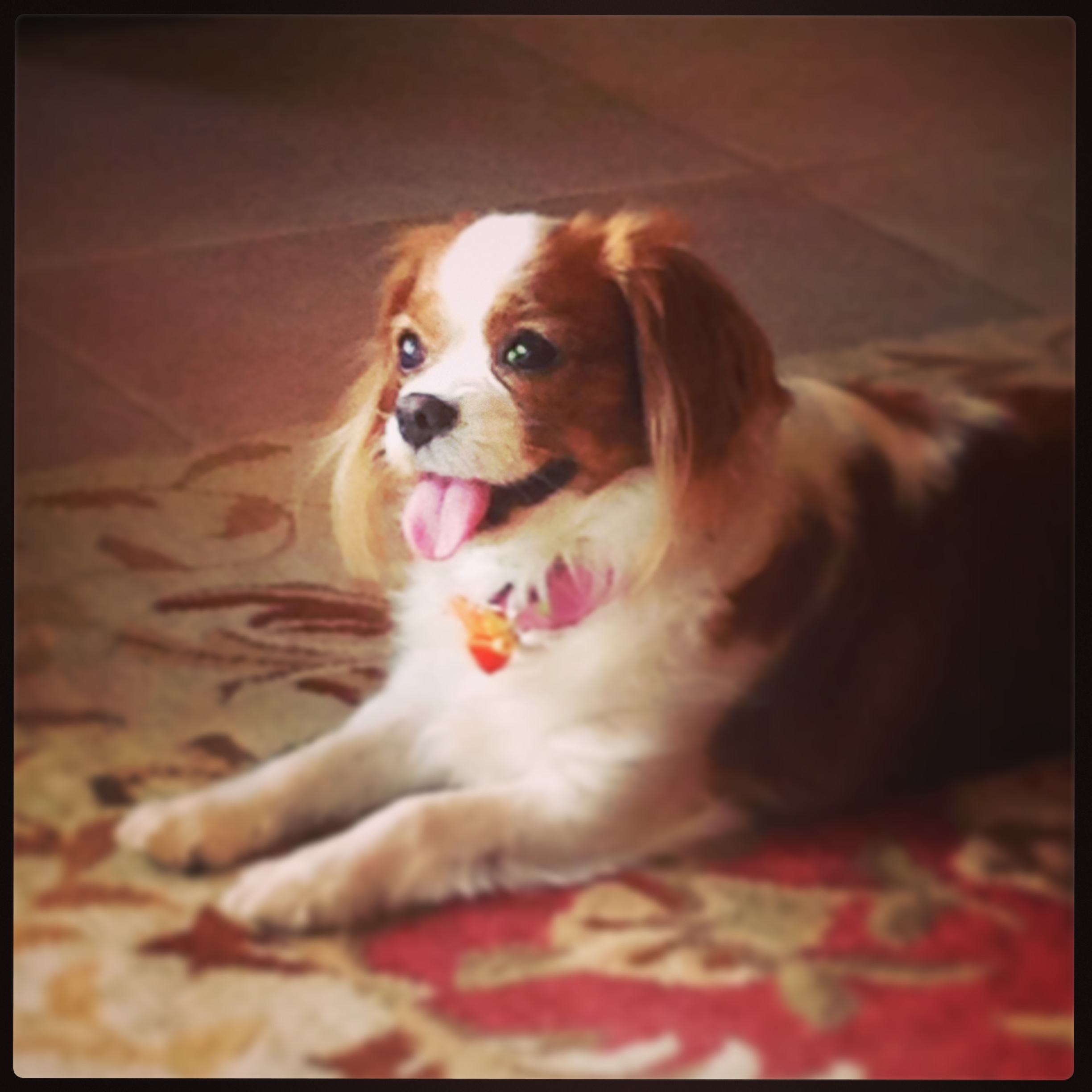 Pixie is a Cavalier King Charles Spaniel and she is my favorite every month.
